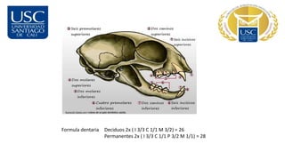 Formula dentaria Deciduos 2x ( I 3/3 C 1/1 M 3/2) = 26
Permanentes 2x ( I 3/3 C 1/1 P 3/2 M 1/1) = 28
 