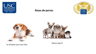 Razas de perros
Se utilizaban para cazar libre
Mexico siglo IX
 