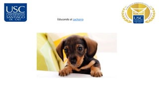 Educando al cachorro
 