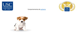 Comportamientos de cachorro
 