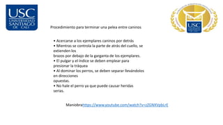 Procedimiento para terminar una pelea entre caninos
• Acercarse a los ejemplares caninos por detrás
• Mientras se controla la parte de atrás del cuello, se
extienden los
brazos por debajo de la garganta de los ejemplares.
• El pulgar y el índice se deben emplear para
presionar la tráquea
• Al dominar los perros, se deben separar llevándolos
en direcciones
opuestas.
• No hale el perro ya que puede causar heridas
serias.
Maniobrahttps://www.youtube.com/watch?v=zZGNXVpbLrE
 