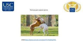 Técnicas para separar perros
videohttps://www.youtube.com/watch?v=4eq9JqcfX1c
 
