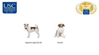 Inglaterra Siglo XIV-XV Pointer
 