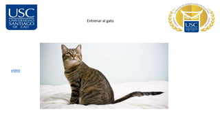 Entrenar al gato
video
 