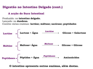 Digestão no Intestino Delgado (cont.)
A acção do Suco Intestinal
Produzido: no intestino delgado.
Lançado: no duodeno.
Contém várias enzimas: lactáse; máltase; sacárase; peptidades

Lactáse

Lactose + Água

Maltáse

Maltose+ Água

Peptidases

Péptidos + Água

Lactáse

Maltase

Peptidases

Glicose + Galactose

Glicose + Glicose

Aminoácidos

O intestino apresenta outras enzimas, além destas.

 
