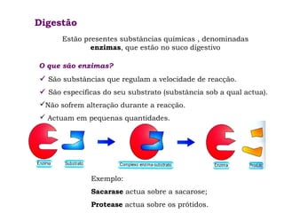 Digestão
Estão presentes substâncias químicas , denominadas
enzimas, que estão no suco digestivo
O que são enzimas?
 São substâncias que regulam a velocidade de reacção.
 São específicas do seu substrato (substância sob a qual actua).
Não sofrem alteração durante a reacção.
 Actuam em pequenas quantidades.

Exemplo:
Sacarase actua sobre a sacarose;
Protease actua sobre os prótidos.

 