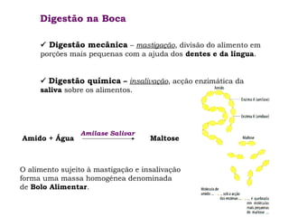 Digestão na Boca
 Digestão mecânica – mastigação, divisão do alimento em
porções mais pequenas com a ajuda dos dentes e da língua.
 Digestão química – insalivação, acção enzimática da
saliva sobre os alimentos.

Amido + Água

Amilase Salivar

Maltose

O alimento sujeito à mastigação e insalivação
forma uma massa homogénea denominada
de Bolo Alimentar.

 