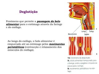 Deglutição
Fenómeno que permite a passagem do bolo
alimentar para o estômago através da faringe
e do esófago.

Ao longo do esófago, o bolo alimentar é
empurrado até ao estômago pelos movimentos
peristálticos (contracção e relaxamento dos
músculos do esófago).

 