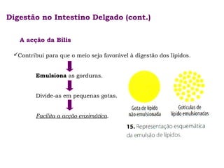 Digestão no Intestino Delgado (cont.)
A acção da Bílis
Contribui para que o meio seja favorável à digestão dos lípidos.
Emulsiona as gorduras.
Divide-as em pequenas gotas.
Facilita a acção enzimática.

 