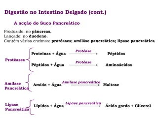 Digestão no Intestino Delgado (cont.)
A acção do Suco Pancreático
Produzido: no pâncreas.
Lançado: no duodeno.
Contém várias enzimas: protéases; amiláse pancreática; lipase pancreática
Proteínas + Água
Protéases
Péptidos + Água

Protéase
Protéase

Amilase pancreática

Amilase
Pancreática

Amido + Água

Lípase
Pancreática

Lípidos + Água

Lípase pancreática

Péptidos
Aminoácidos

Maltose

Ácido gordo + Glicerol

 