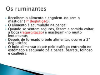 Recolhem o alimento e engolem-no sem o mastigar (1ª deglutição); O alimento é acumulado na pança;Quando se sentem seguros, fazem a comida voltar à boca (regurgitação) e mastigam-no muito lentamente;Depois de formado o bolo alimentar, ocorre a 2ª deglutição;O bolo alimentar desce pelo esófago entrando no estômago e seguindo pela pança, barrete, folhoso e coalheira.Os ruminantes