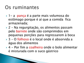 1- a  pança é a parte mais volumosa do estômago porque é aí que a comida  fica armazenada; 2 – Na regurgitação, os alimentos passam pelo barrete onde são comprimidos em pequenas porções para regressarem à boca3 – O folhoso é o local onde é absorvida a água dos alimentos4 - Por fim a coalheiraonde o bolo alimentar é misturada com o suco gástricoOs ruminantes