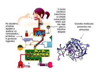 Grandes moléculas
  presentes nos
    alimentos
 