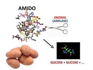 AMIDO
          ENZIMA
         (AMILASE)




        GLICOSE + GLICOSE + ...
 