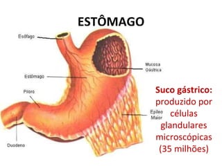 ESTÔMAGO



           Suco gástrico:
           produzido por
                células
             glandulares
           microscópicas
            (35 milhões)
 