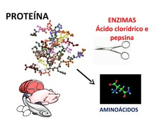 PROTEÍNA       ENZIMAS
           Ácido clorídrico e
                pepsina




            AMINOÁCIDOS
 