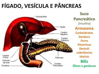 FÍGADO, VESÍCULA E PÂNCREAS
                           Suco
                        Pancreático
                           (insulina)
                         Armazena
                         Carboidratos
                            Gordura
                             Ferro
                           Vitaminas
                            Destrói
                          substâncias
                            tóxicas
                             Bílis
                        Óleos e gorduras
 