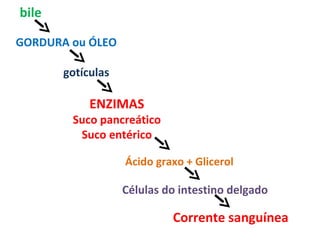 bile

GORDURA ou ÓLEO

       gotículas

            ENZIMAS
        Suco pancreático
         Suco entérico

                   Ácido graxo + Glicerol

                   Células do intestino delgado

                            Corrente sanguínea
 