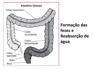 Formação das
fezes e
Reabsorção de
água
 