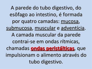 A parede do tubo digestivo, do
  esôfago ao intestino, é formada
   por quatro camadas: mucosa,
submucosa, muscular e adventícia.
   A camada muscular da parede
   contrai-se em ondas rítmicas,
 chamadas ondas peristálticas, que
impulsionam o alimento através do
          tubo digestivo.
 