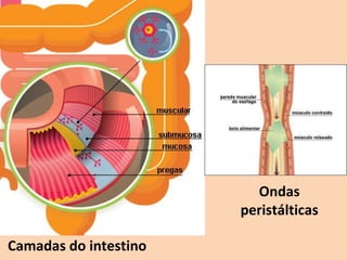 Ondas
                       peristálticas

Camadas do intestino
 