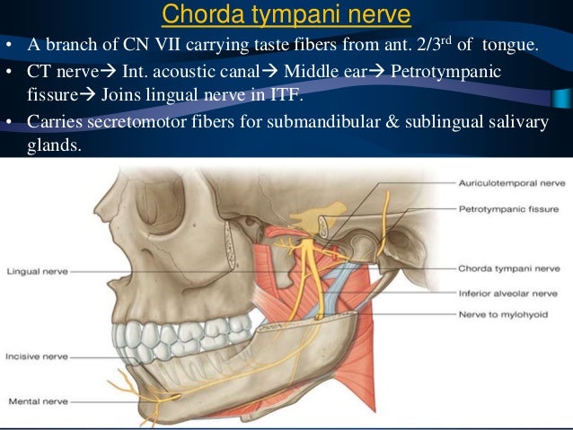 infratemporal fossa