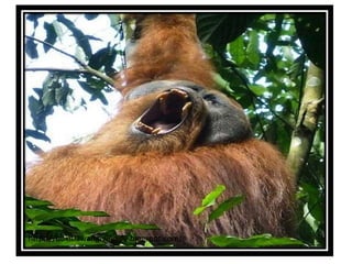 https://bukitlawang-wildlife.blogspot.com/
 