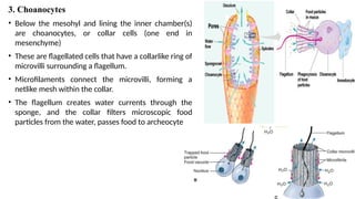 ADI_Lecture 7 _ Porifera and it's important in animalspptx | PPTX