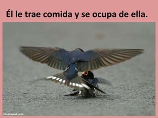 Él le trae comida y se ocupa de ella.
 