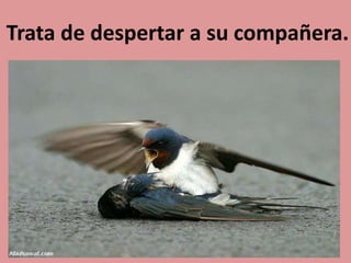 Trata de despertar a su compañera.
 