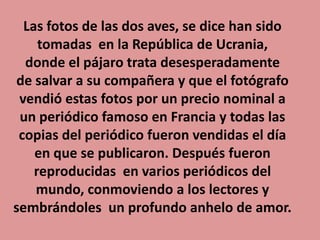 Las fotos de las dos aves, se dice han sido
tomadas en la República de Ucrania,
donde el pájaro trata desesperadamente
de salvar a su compañera y que el fotógrafo
vendió estas fotos por un precio nominal a
un periódico famoso en Francia y todas las
copias del periódico fueron vendidas el día
en que se publicaron. Después fueron
reproducidas en varios periódicos del
mundo, conmoviendo a los lectores y
sembrándoles un profundo anhelo de amor.
 