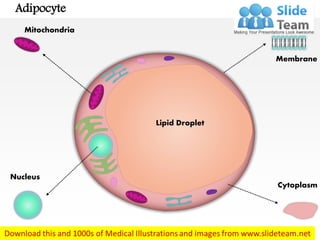 Adipocyte
Membrane
Cytoplasm
Nucleus
Mitochondria
Lipid Droplet
 