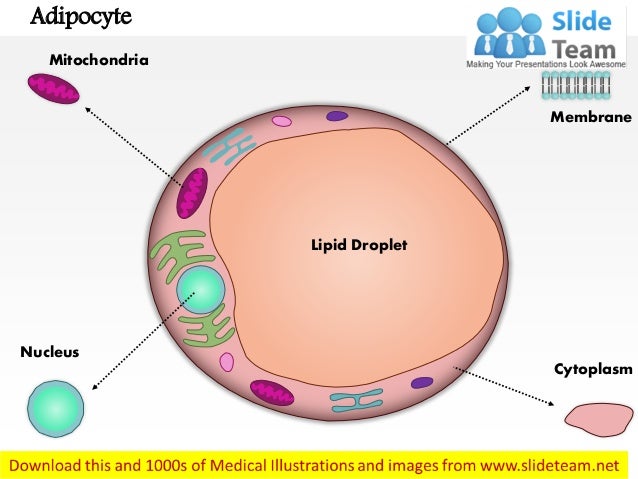 adipocyte medical images for power point 1 638