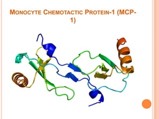 MONOCYTE CHEMOTACTIC PROTEIN-1 (MCP-
1)
 
