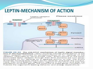 LEPTIN-MECHANISM OF ACTION
 