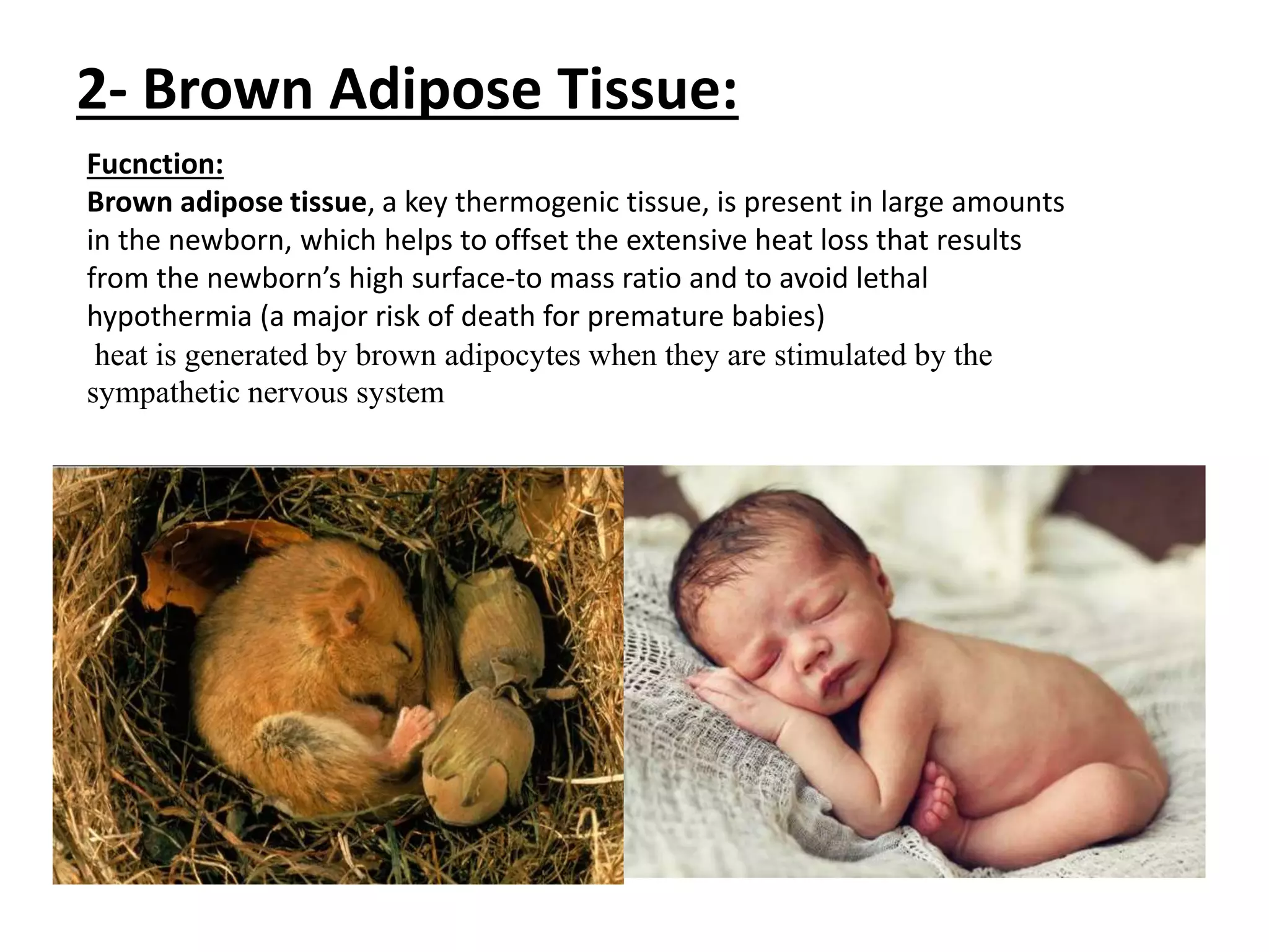 2- Brown Adipose Tissue:
Fucnction:
Brown adipose tissue, a key thermogenic tissue, is present in large amounts
in the newborn, which helps to offset the extensive heat loss that results
from the newborn’s high surface-to mass ratio and to avoid lethal
hypothermia (a major risk of death for premature babies)
heat is generated by brown adipocytes when they are stimulated by the
sympathetic nervous system
 