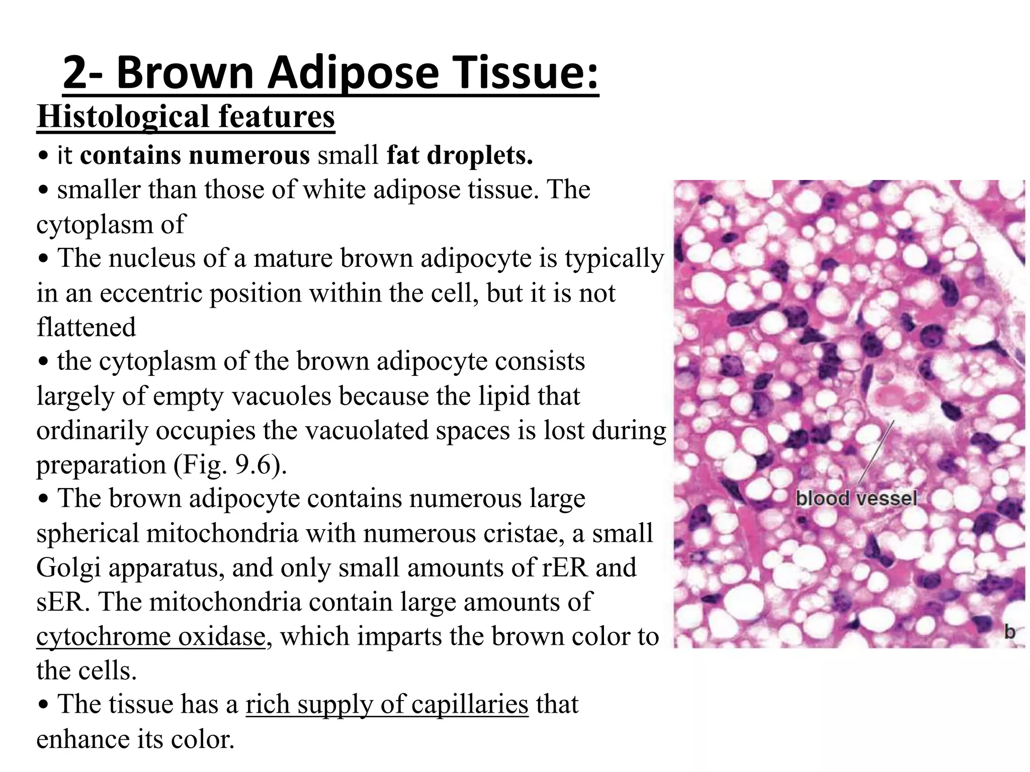 2- Brown Adipose Tissue:
Histological features
• it contains numerous small fat droplets.
• smaller than those of white adipose tissue. The
cytoplasm of
• The nucleus of a mature brown adipocyte is typically
in an eccentric position within the cell, but it is not
flattened
• the cytoplasm of the brown adipocyte consists
largely of empty vacuoles because the lipid that
ordinarily occupies the vacuolated spaces is lost during
preparation (Fig. 9.6).
• The brown adipocyte contains numerous large
spherical mitochondria with numerous cristae, a small
Golgi apparatus, and only small amounts of rER and
sER. The mitochondria contain large amounts of
cytochrome oxidase, which imparts the brown color to
the cells.
• The tissue has a rich supply of capillaries that
enhance its color.
 