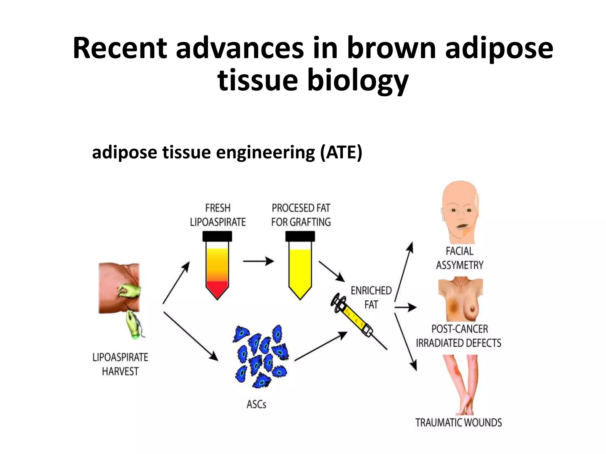 Recent advances in brown adipose
tissue biology
adipose tissue engineering (ATE)
 