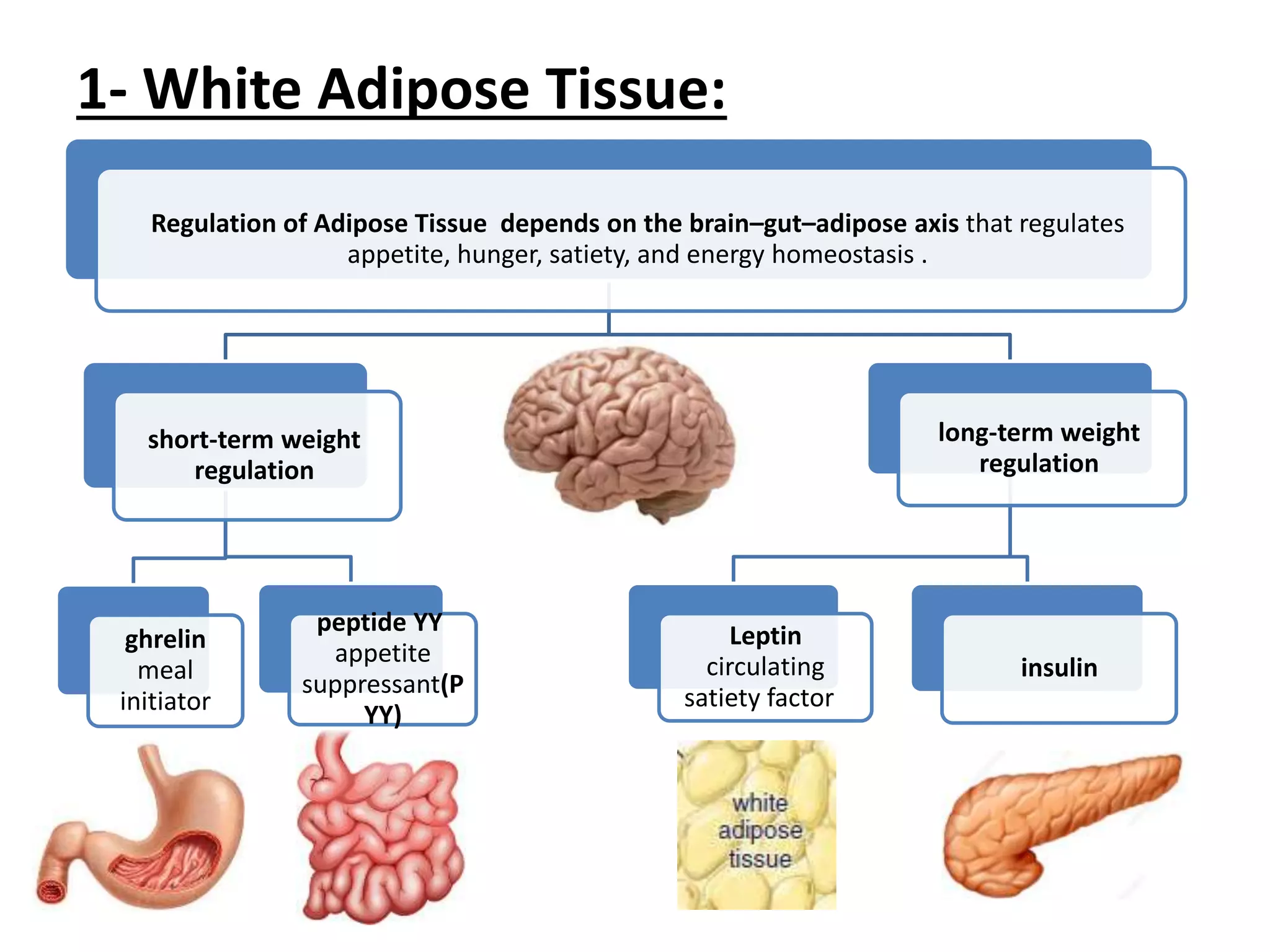 1- White Adipose Tissue:
Regulation of Adipose Tissue depends on the brain–gut–adipose axis that regulates
appetite, hunger, satiety, and energy homeostasis .
short-term weight
regulation
ghrelin
meal
initiator
peptide YY
appetite
suppressant(P
YY)
long-term weight
regulation
Leptin
circulating
satiety factor
insulin
 