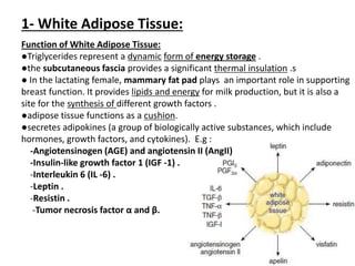 Adipose tissue histology | PPT