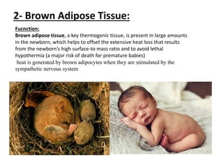 2- Brown Adipose Tissue:
Fucnction:
Brown adipose tissue, a key thermogenic tissue, is present in large amounts
in the newborn, which helps to offset the extensive heat loss that results
from the newborn’s high surface-to mass ratio and to avoid lethal
hypothermia (a major risk of death for premature babies)
heat is generated by brown adipocytes when they are stimulated by the
sympathetic nervous system
 