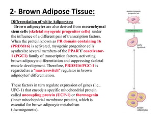 2- Brown Adipose Tissue:
Differentiation of white Adipocytes:
Brown adipocytes are also derived from mesenchymal
stem cells (skeletal myogenic progenitor cells) under
the influence of a different pair of transcription factors.
When the protein known as PR domain containing 16
(PRDM16) is activated, myogenic progenitor cells
synthesize several members of the PPARϓ coactivator-
1 (PGC1) family of transcription factors, activating
brown adipocyte differentiation and suppressing skeletal
muscle development. Therefore, PRDM16/PGC-1 is
regarded as a “masterswitch” regulator in brown
adipocytes’ differentiation.
These factors in turn regulate expression of genes (i.e.,
UPC-1) that encode a specific mitochondrial protein
called uncoupling protein (UCP-1) or thermogenin
(inner mitochondrial membrane protein), which is
essential for brown adipocyte metabolism
(thermogenesis).
 
