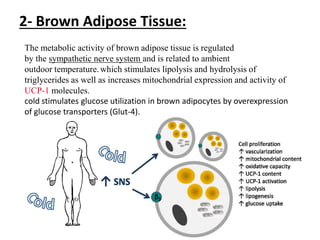 The metabolic activity of brown adipose tissue is regulated
by the sympathetic nerve system and is related to ambient
outdoor temperature.which stimulates lipolysis and hydrolysis of
triglycerides as well as increases mitochondrial expression and activity of
UCP-1 molecules.
cold stimulates glucose utilization in brown adipocytes by overexpression
of glucose transporters (Glut-4).
2- Brown Adipose Tissue:
 