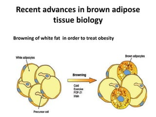 Recent advances in brown adipose
tissue biology
Browning of white fat in order to treat obesity
 