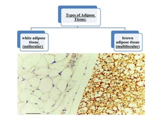 Types of Adipose
Tissue:
white adipose
tissue
(unilocular)
brown
adipose tissue
(multilocular)
 
