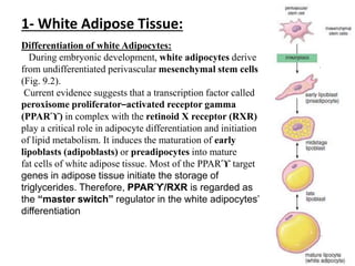 Differentiation of white Adipocytes:
During embryonic development, white adipocytes derive
from undifferentiated perivascular mesenchymal stem cells
(Fig. 9.2).
Current evidence suggests that a transcription factor called
peroxisome proliferator–activated receptor gamma
(PPARϓ) in complex with the retinoid X receptor (RXR)
play a critical role in adipocyte differentiation and initiation
of lipid metabolism. It induces the maturation of early
lipoblasts (adipoblasts) or preadipocytes into mature
fat cells of white adipose tissue. Most of the PPARϓ target
genes in adipose tissue initiate the storage of
triglycerides. Therefore, PPARϓ/RXR is regarded as
the “master switch” regulator in the white adipocytes’
differentiation
1- White Adipose Tissue:
 