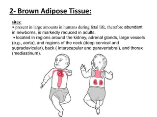 2- Brown Adipose Tissue:
sites:
• present in large amounts in humans during fetal life, therefore abundant
in newborns, is markedly reduced in adults.
• located in regions around the kidney, adrenal glands, large vessels
(e.g., aorta), and regions of the neck (deep cervical and
supraclavicular), back ( interscapular and paravertebral), and thorax
(mediastinum).
 