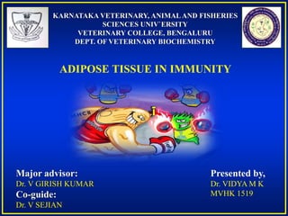 KARNATAKA VETERINARY, ANIMALAND FISHERIES
SCIENCES UNIV`ERSITY
VETERINARY COLLEGE, BENGALURU
DEPT. OF VETERINARY BIOCHEMISTRY
ADIPOSE TISSUE IN IMMUNITY
Major advisor:
Dr. V GIRISH KUMAR
Co-guide:
Dr. V SEJIAN
Presented by,
Dr. VIDYA M K
MVHK 1519
 