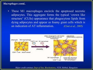 Major credit seminar, Dept of Vety. Biochemistry, VCH, Hebbal, Bangalore
• These M1 macrophages encircle the apoptosed necrotic
adipocytes. This aggregate forms the typical ‘crown like
structure’ (CLSs) appearance that phagocytose lipids from
dying adipocytes and appear as foamy giant cells which is
an indication of AT inflammation. (Cinti et al., 2005)
Macrophages contd..
 