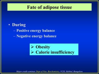 Major credit seminar, Dept of Vety. Biochemistry, VCH, Hebbal, Bangalore
• During
– Positive energy balance
– Negative energy balance
Fate of adipose tissue
 Obesity
 Calorie insufficiency
 